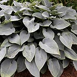 Hosta halcyon - Plantain Lily - 3rd Image