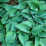 Hosta - Pacific Blue Edger