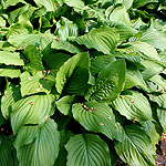 Hosta - Royal Standard