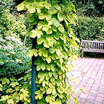 Humulus lupulus - Aureus - Ornamental hop, Humulus - 3rd Image