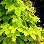 Humulus lupulus - Aureus - Ornamental hop, Humulus