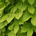 Humulus lupulus - Aureus - Ornamental hop, Humulus - 2nd Image