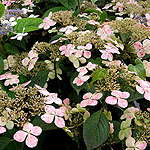 Hydrangea macrophylla - Blue Bird - 2nd Image