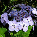 Hydrangea macrophylla - Blue Bird