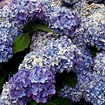 Hydrangea macrophylla - Bouquet Rose