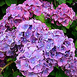 Hydrangea macrophylla - Heinrish Seidel