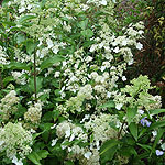 Hydrangea paniculata - Kyushu