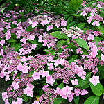 Hydrangea macrophylla - Mariesii