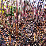 Hydrangea macrophylla - Nigra