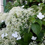 Hydrangea petiolaris - Climbing Hydrangea