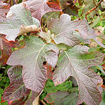 Hydrangea quercifolia - 2nd Image