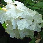 Hydrangea quercifolia