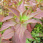 Hydrangea serrata - Tiara - 2nd Image