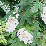 Hydrangea quercifolia - Snow Flake