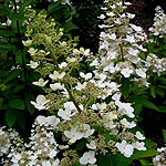 Hydrangea paniculata - Tardiva