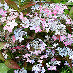 Hydrangea serrata - Tiara