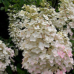 Hydrangea paniculata - Unique