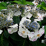 Hydrangea macrophylla - Veitchii