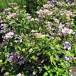 Hydrangea macrophylla - Blue Bird - 3rd Image