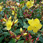 Hypericum beanii