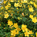 Hypericum calycinum - Rose Of Sharon - 2nd Image