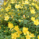 Hypericum calycinum - Rose Of Sharon