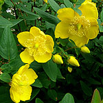 Hypericum forrestii