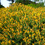 Hypericum olympicum - Grandiflorum - 2nd Image