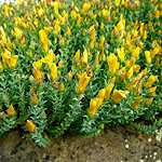 Hypericum olympicum - Grandiflorum