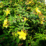 Hypericum triquetrifolium - 2nd Image