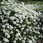 Iberis sempervirens - Candytuft