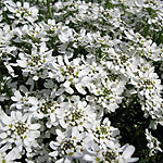 Iberis sempervirens - Candytuft - 2nd Image