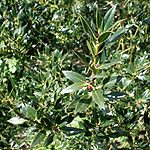 Ilex  aquifolium - Angustifolia - Holly,  Ilex