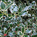 Ilex aquifolium - Argentea Marginata - Holly