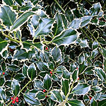 Ilex aquifolium - Argentea Marginata - Holly - 2nd Image