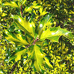 Ilex aquifolium - Calypso - Holly, Ilex
