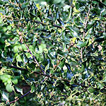 Ilex aquifolium - Crispa - small leaved holly, Ilex