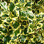 Ilex aquifolium - Golden Queen - Golden Holly - 2nd Image