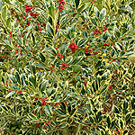 Ilex  aquifolium pyramidalis - Aureomarginata