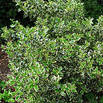 Ilex aquifolium - Elegantissima - Holly,  Ilex - 2nd Image