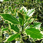 Ilex aquifolium - Elegantissima - Holly,  Ilex