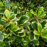 Ilex  X altaclerensis - Golden King - Variegated Holly, Ilex