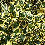 Ilex aquifolium - Golden Queen - Golden Holly - 3rd Image