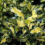 Ilex  aquifolium - Gold Milkboy