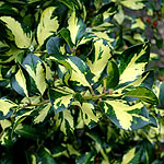 Ilex X altaclerensis - Ripley Gold - Variegated Holly, Ilex