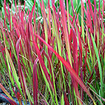 Imperata cylindrica - Rubra - Japanese Blood Grass