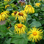 Inula magnifica - Giant Fleabane