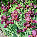 Iris - Downland