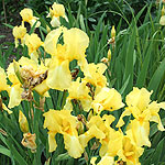 Iris - Fall Primrose