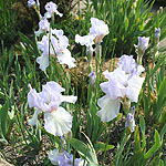 Iris - Happy Mood - Bearde Iris